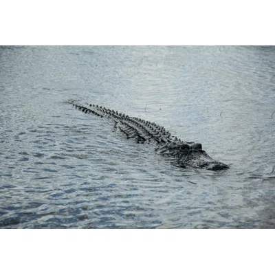 Featured image for What You Should Never Do If You See an Alligator or Coyote in Your Yard  