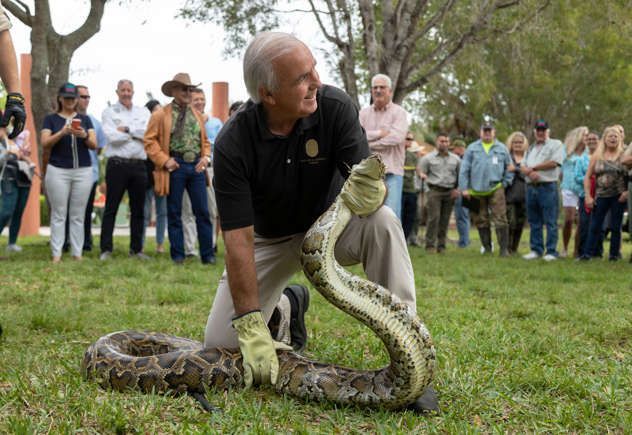 Featured image for Florida Pythons...Time to get new SHOES!