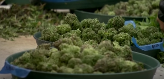 Featured image for Ron Desantis: Gun and Marijuina