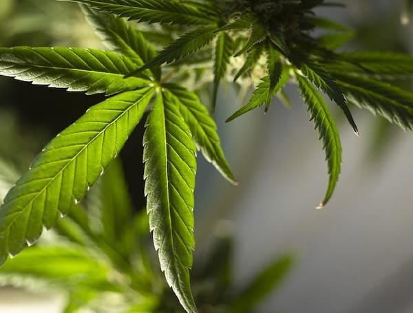 Featured image for Let's Take aq Look: Marijuana and FIREARMS Supreme Court Involved AGAIN