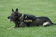 Featured image for ATF NEWS: Charlotte NC Felon Kills K-9...  Bastard
