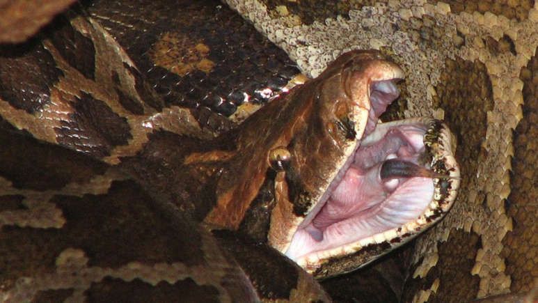 Featured image for Florida and The Burmese Python I LOVE FLORIDA!