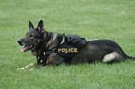 Featured image for Killer Cop: Douche Bag Kills His Service Dogs