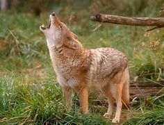Featured image for Coyote and Varmint Rifles