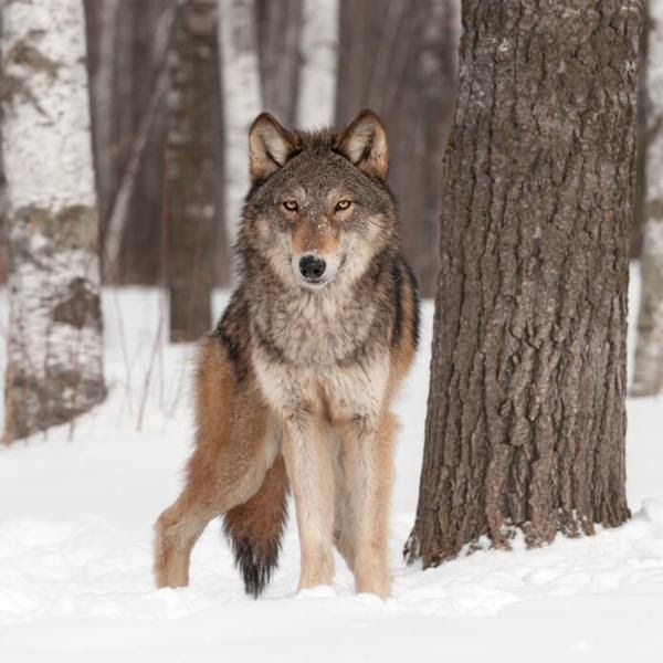 Featured image for Wolf vs Man a SAD STORY for ALL