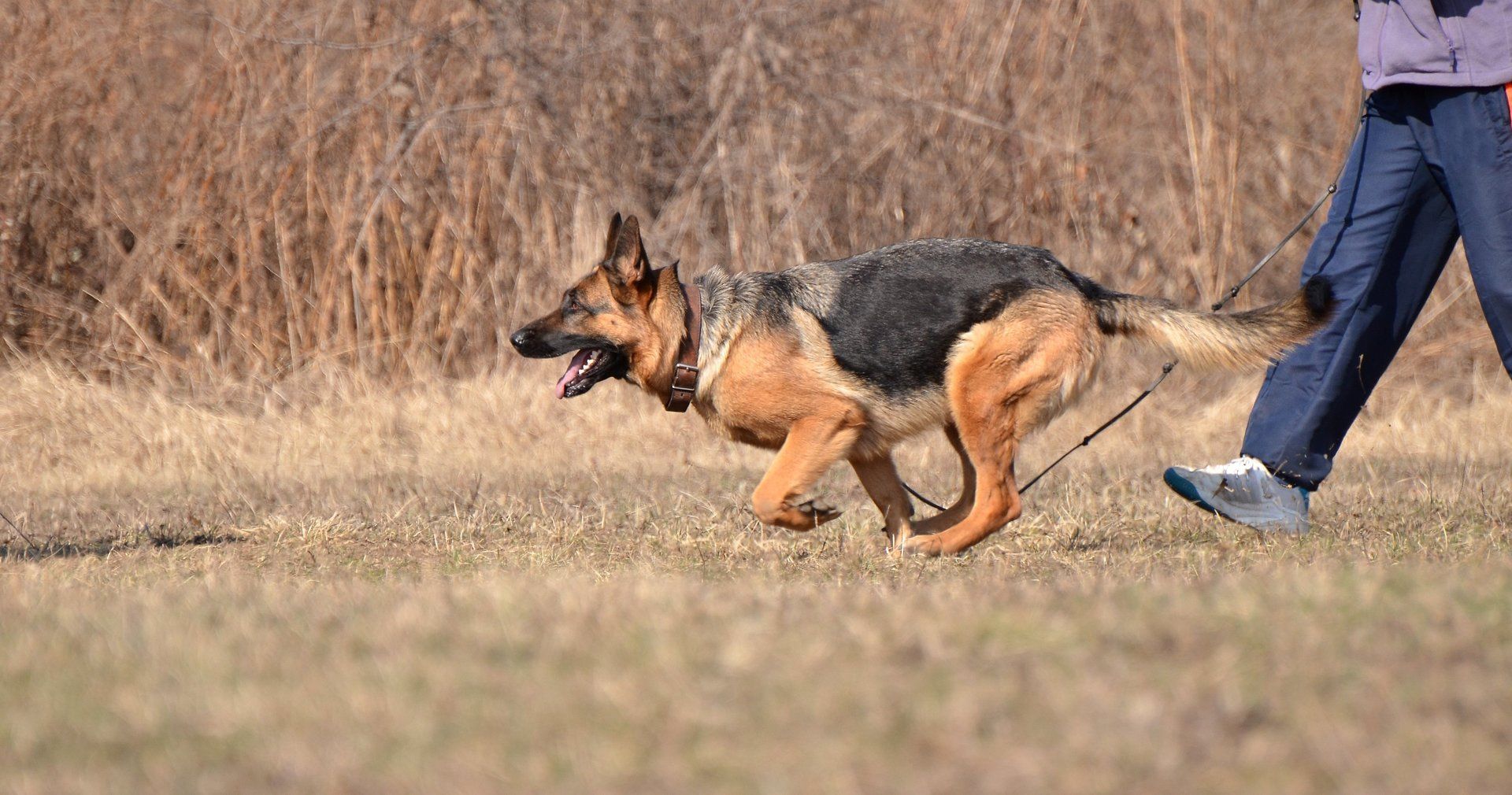 Featured image for ATF NEWS WEST VIRGINA: Felon and Firearm, Don't DO IT!