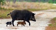 Featured image for Hog Hunting in Florida